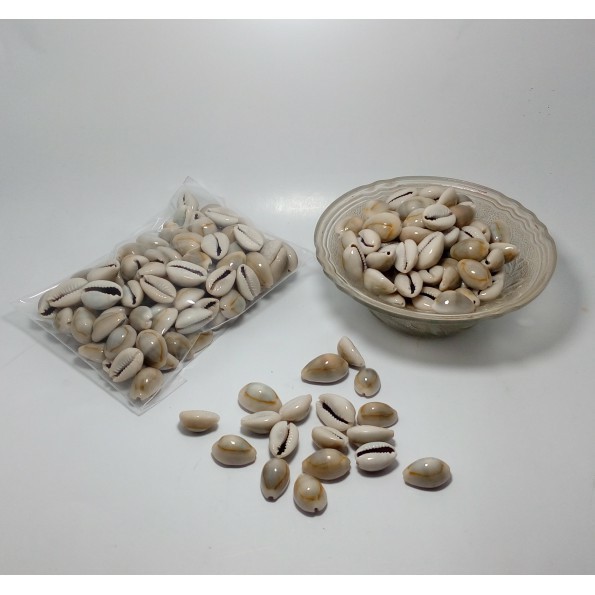 Biji congklak kerang asli kuwuk