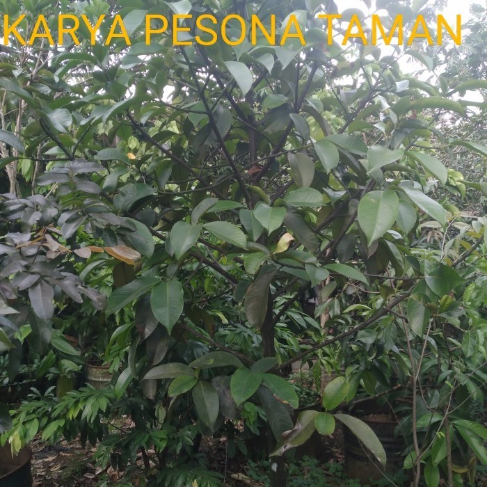 Termurah pohon manggis tinggi 2 meter 50 cm