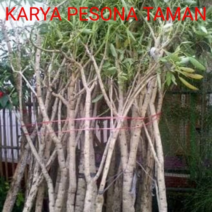 Jual pohon TABEBUYA 2 Meter Pohon Pelindung