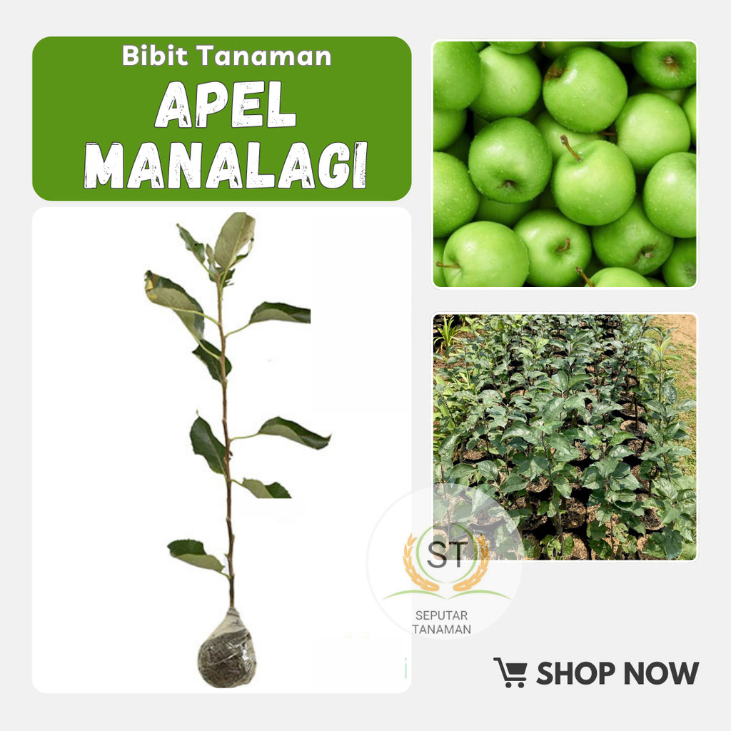 Bibit tanaman buah apel manalagi Apel Malang