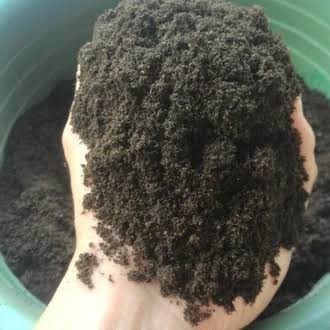 spora azolla microphylla - azolla kering