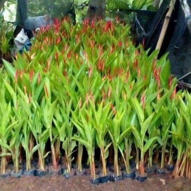 heliconia pisang / tanaman pisang heliconia