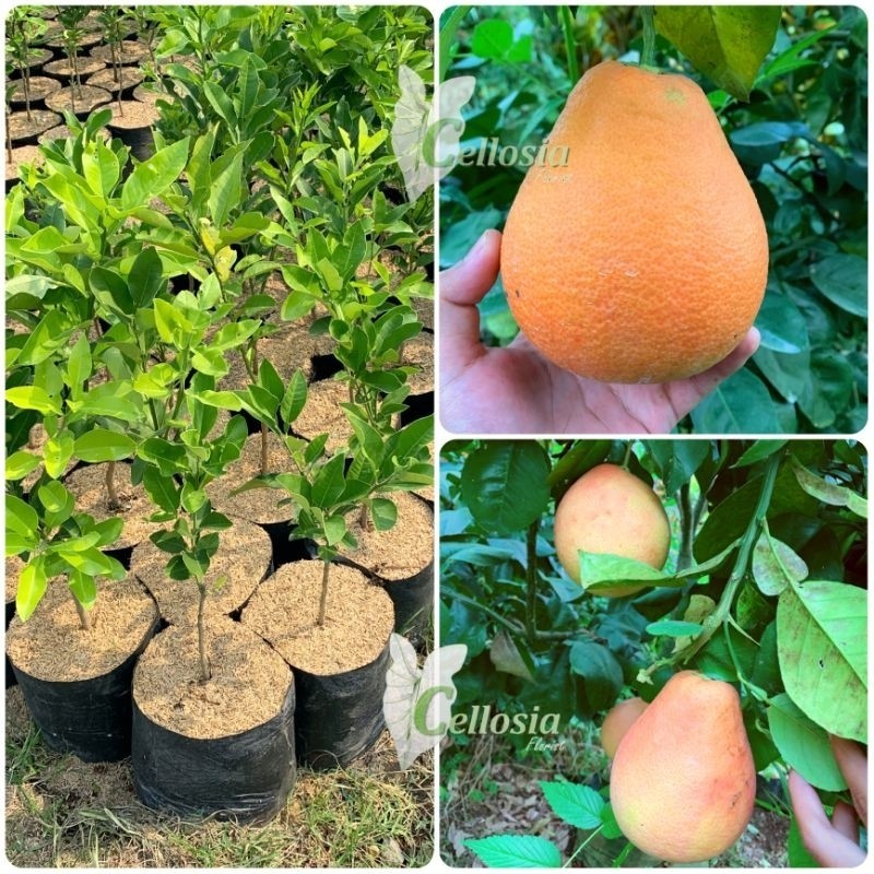 Bibit Tanaman Buah Jeruk Red Pamelo / Pamelo Merah Okulasi