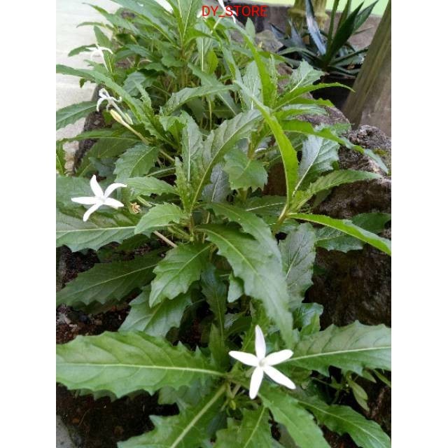 

Terlaris Daun kitolod segar 100gram organik siap petik