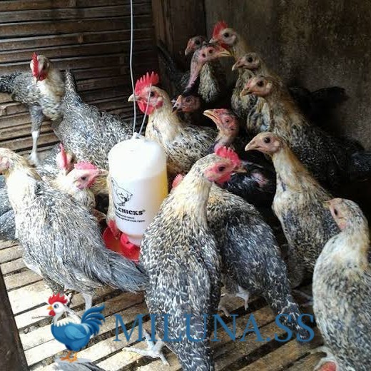 

FERTIL TELUR AYAM arab siap ditetaskan - ARAB