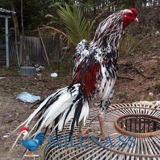 

FERTIL TELUR AYAM bangkok ekor lidi / hias siap cod