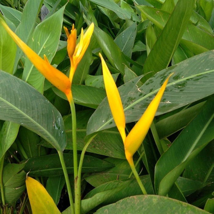 Tanaman hias heliconia golden