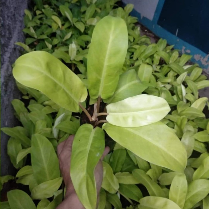 Paket 5 Tanaman Vertical Garden / Taman Vertical Garden