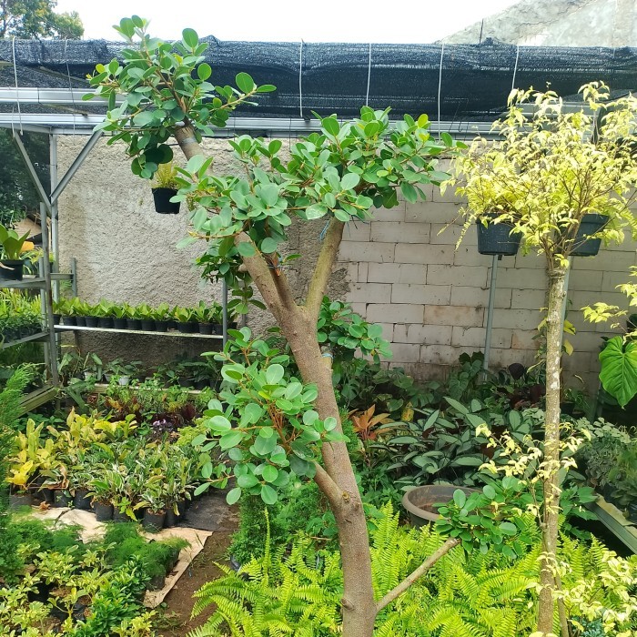 Pohon Bonsai Beringin Korea