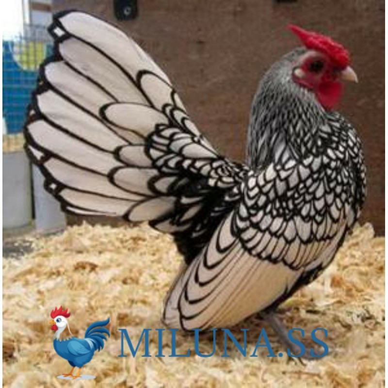 

TELUR AYAM TETAS FERTIL HIAS BATIK ITALY, BATIK KANADA