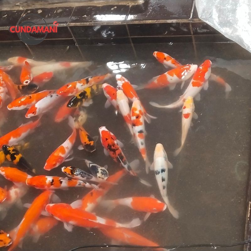 ikan koi warna cantik size 25-30 cm