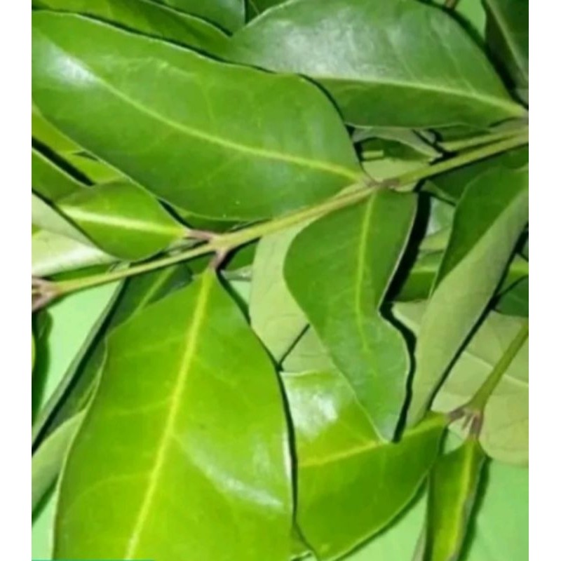 

READY SERBA MURAH Daun salam segar baru petik dari pohon