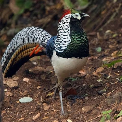 

Fertil Telur ayam hias ringneck lady amherst pheasant fertil asli