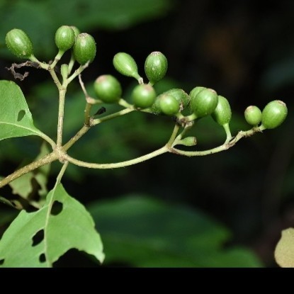 

buah kingkilaban obat herbal alami