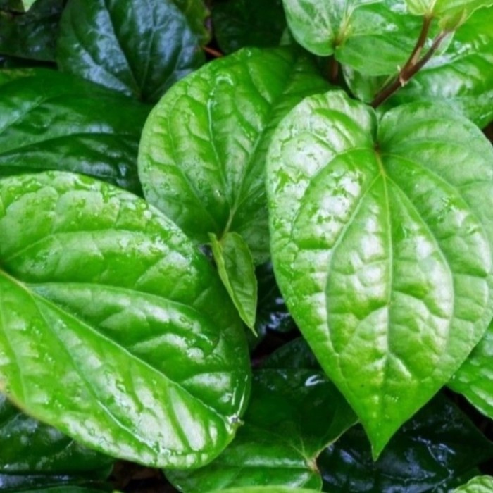 

Daun Sirih Segar