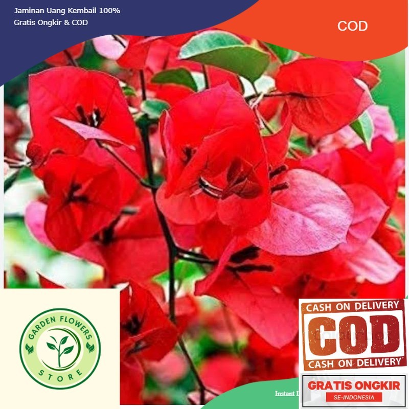 Tanaman Hias bougenvile merah cabe / bibit bugenville tanaman hidup Eleghant Terlaris (COD)