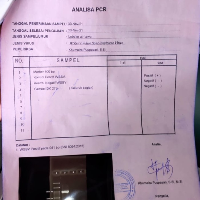 SALE -paket Indukan lobster air tawar 4 inch isi 5 betina 3 jantan