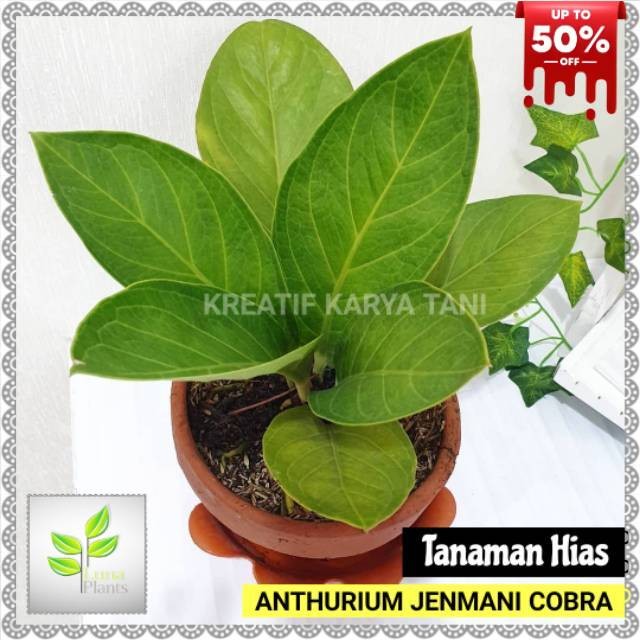 Anthurium jemani cobra - Anturium Jemani kobra