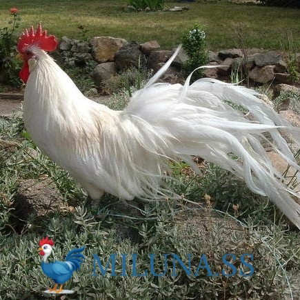FERTIL TELUR AYAM hias onagadori ekor panjang  siap ditetaskan -  onagadori