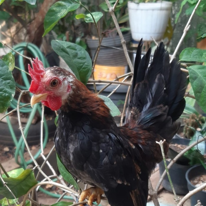 AYAM HIAS (SERAMA/KALKUN/MUTIARA/RING NECK/BATIK/KAPAS/POLAND/CHAMOIS)