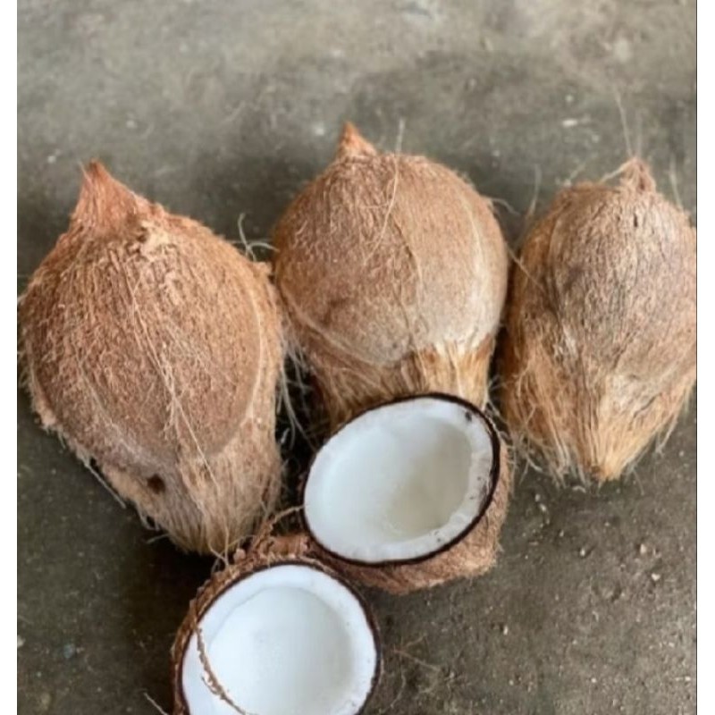 

Kelapa Tua Kupas 1 butir Berkualitas Buat olahan Santan/Galendo/Minyak dll (B_S)