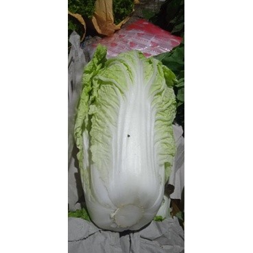 

Sayuran Segar Mayfresh Sawi Putih