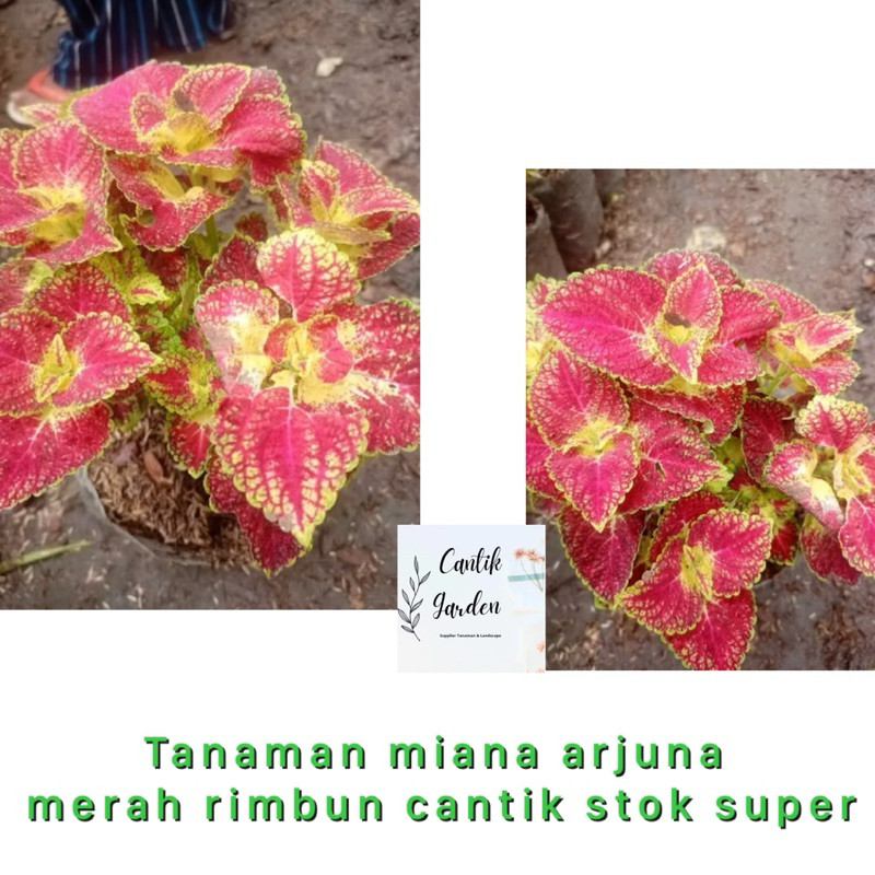 Tanaman miana arjuna merah rimbun cantik stok super