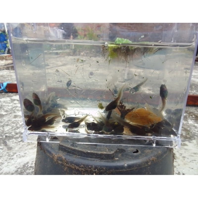 kecebong / berudu untuk pakan ikan predator per 50 ekor