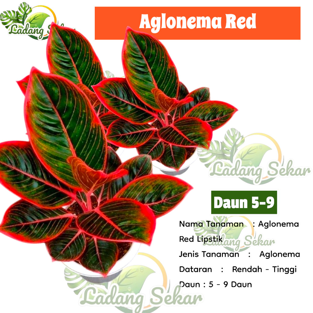 AGLONEMA SIAM RED Aurora - Aglonema Siam Aurora - Aglonema Red Lipstik Siam AURORA