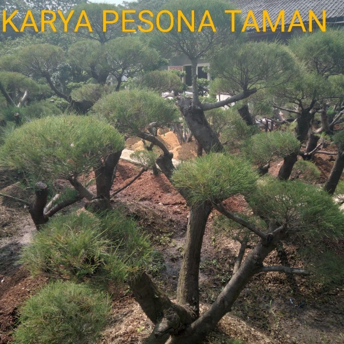 Tanaman hias cemara udang.