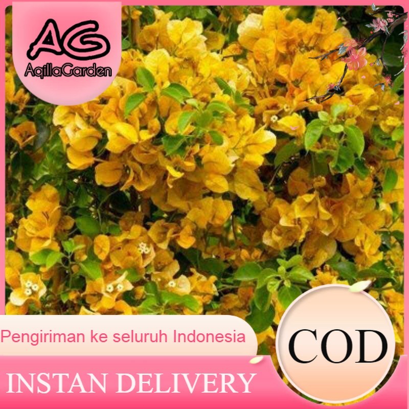 Bougenville Kuning - Tanaman Hias Bougenville Kuning