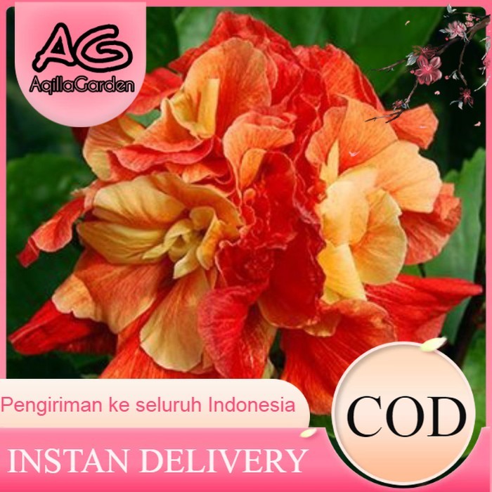 Tanaman Hias Bunga Sepatu Hibiscus Orange Kering Tumpuk/Pohon Kembang