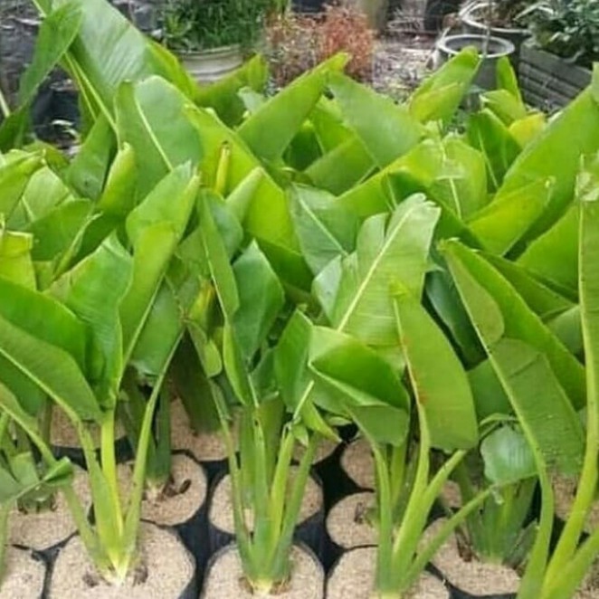 Tanaman hias, Pisang kipas ukuran 1meter//tanaman pisang kipas