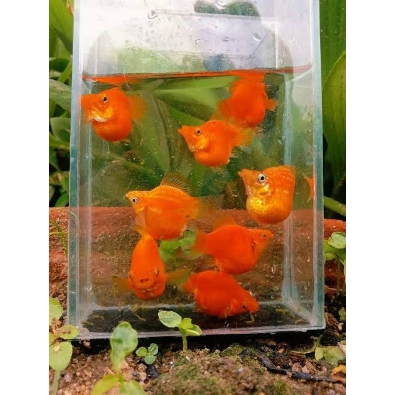 ikan molly sunkist jumbo