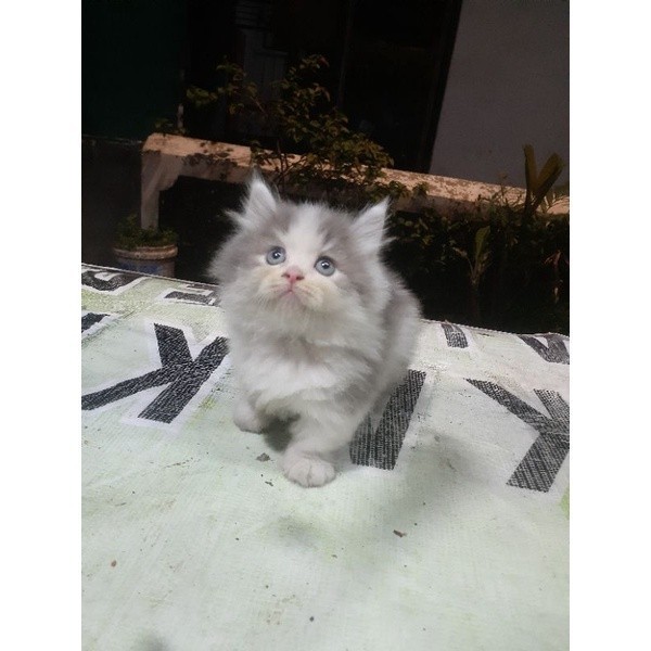 kucing munchkin persia