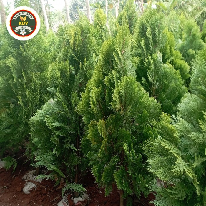 Cemara Kipas 1 Meter Tanaman Hias Cemara Kipas 1 Meter