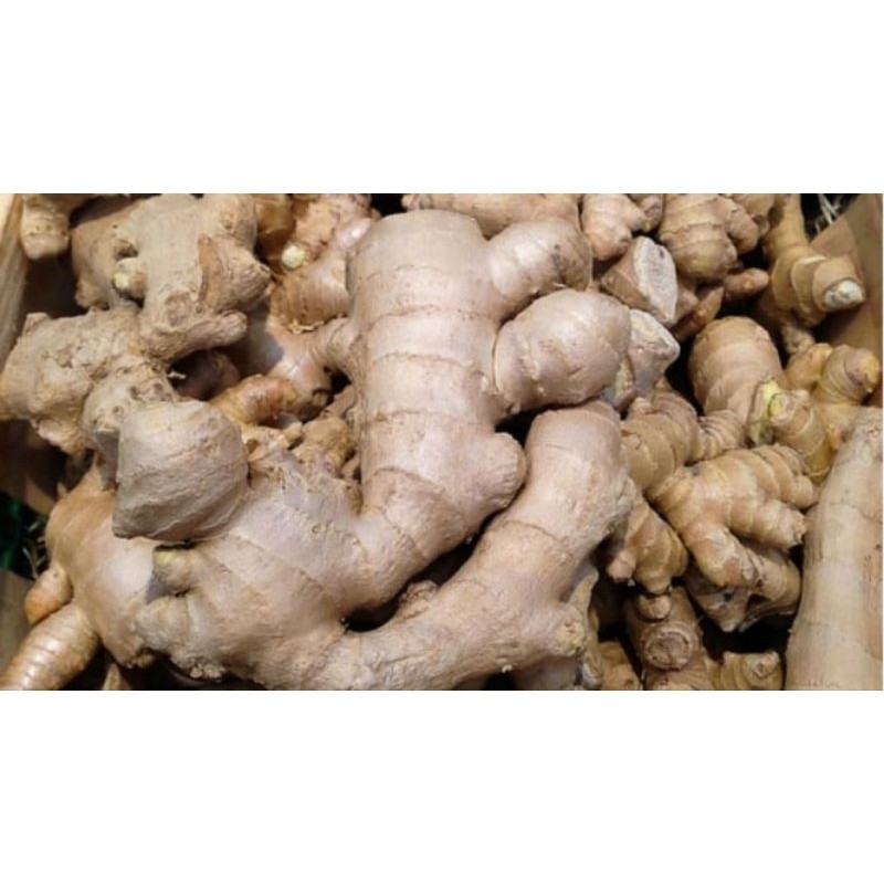 

Jahe Gajah/Jahe Putih Jumbo Segar Murah meriah Super