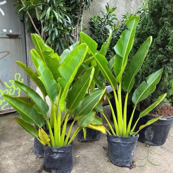 Tanaman Hias Pisang Kipas - Tanaman Indoor Pisang Kipas