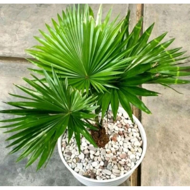 Bunga hias Tanaman Palem Kipas / tanaman palem Sadeng sudah besar siap pajang cantik eleghant murah