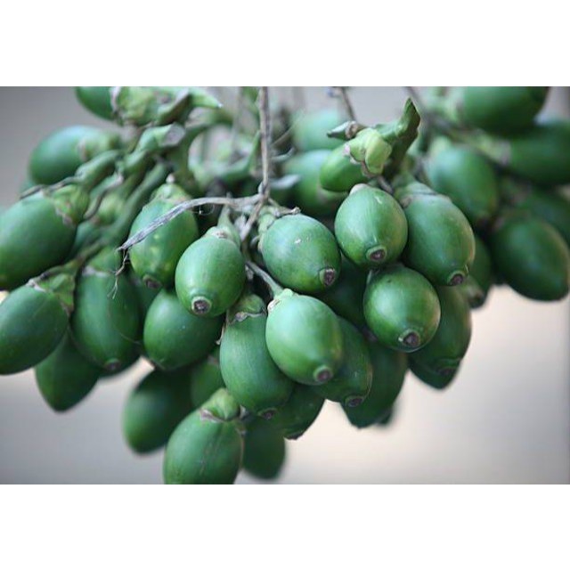 

JUAL buah pinang muda / jambe muda segar 400 gram