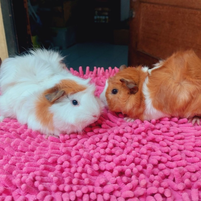 SALE -indukan marmut hias