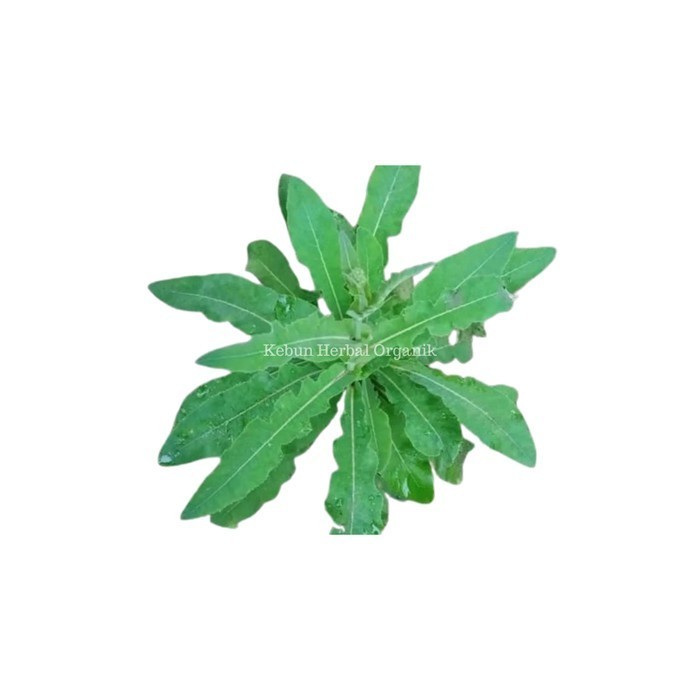 

Daun Tempuyung Segar 1 Kg Herbal Gempur Batu Stok ready..
