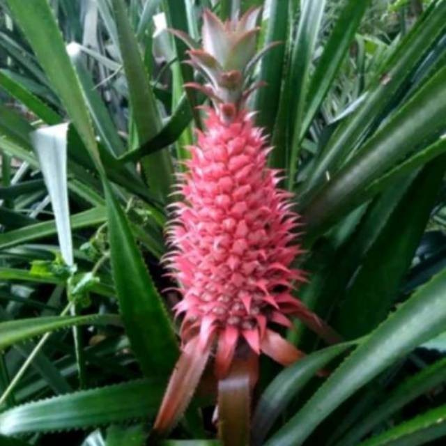 

Buah NaNas muda merah segar- Nanas hutan COD (B_S)