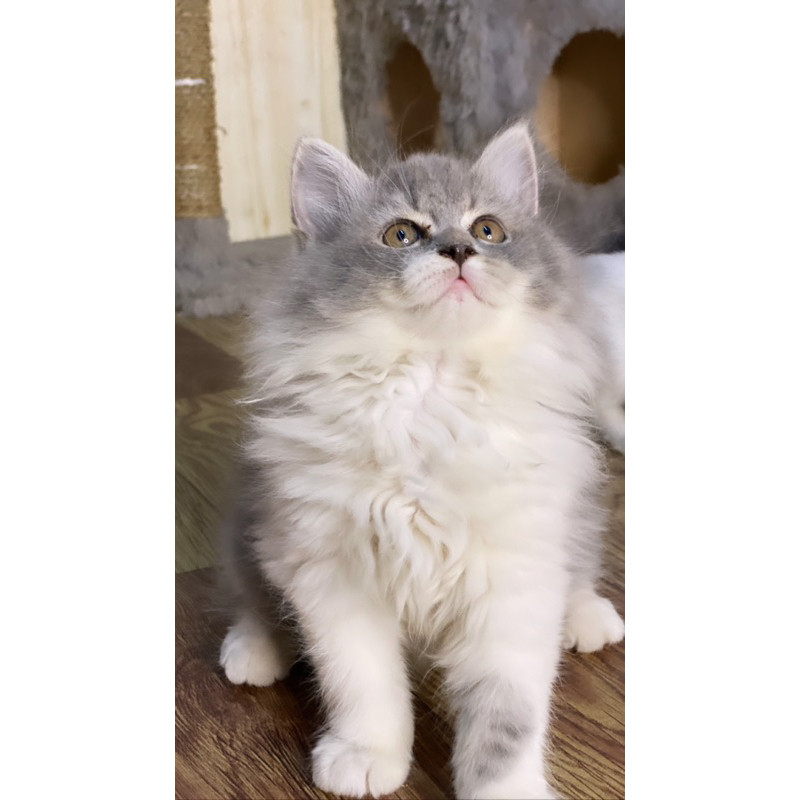 flatnose abu putih betin4