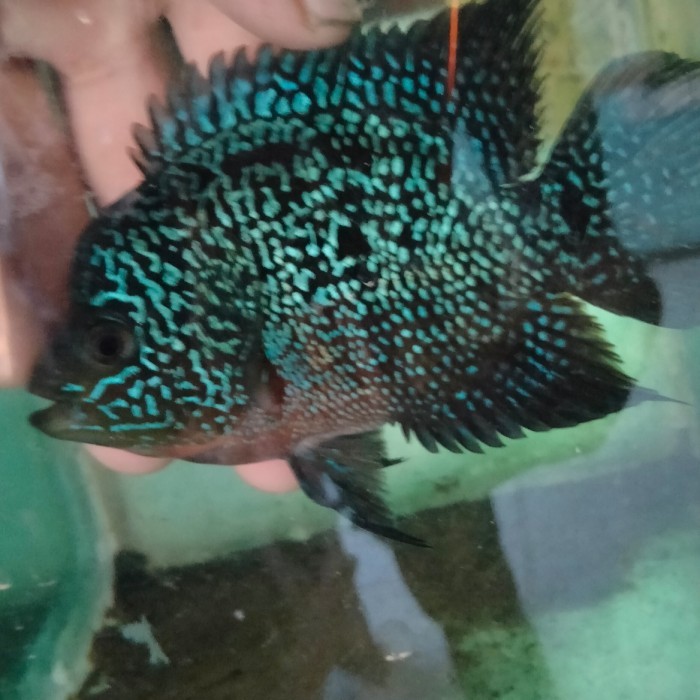 promo  -ikan lauhan betina dan jantan