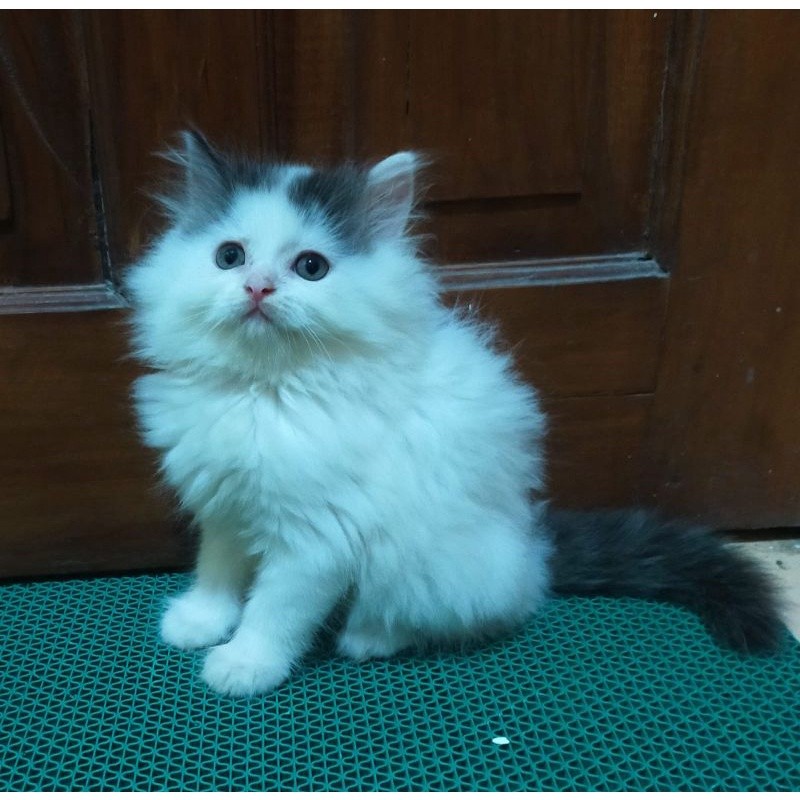 kucing persia hitam putih Longhair