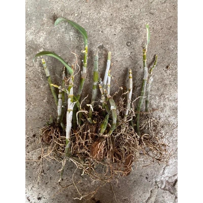 BATANG ANGGREK DENDROBIUM DEWASA-TANGKAI ANGGREK DENDROBIUM DEWASA