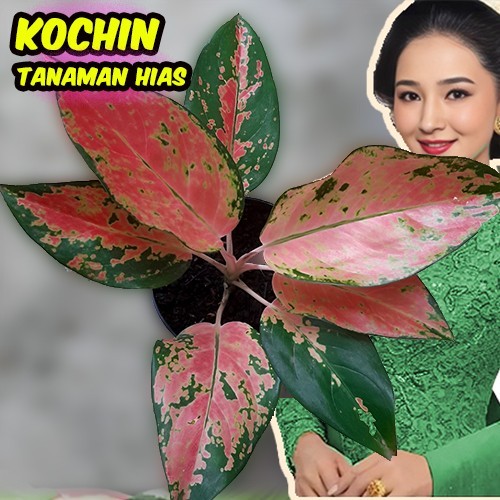 Tanaman hias aglonema red kochin - Tanaman aglonema kocin Aglonema  Tanaman Hias  Tanaman Hidup Agla
