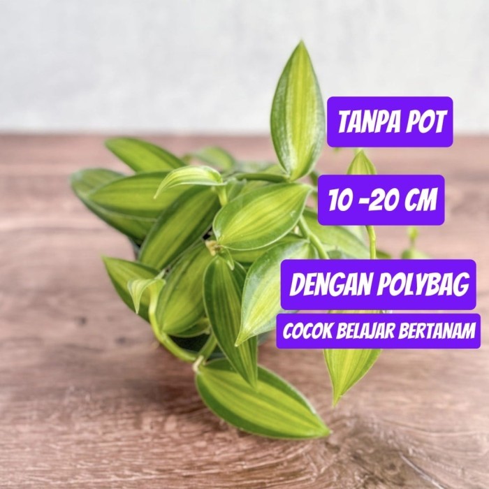 VANILI VARIGATA BIBIT TANAMAN HIAS VANILI bibit vanili berkebun - Tanpa pot