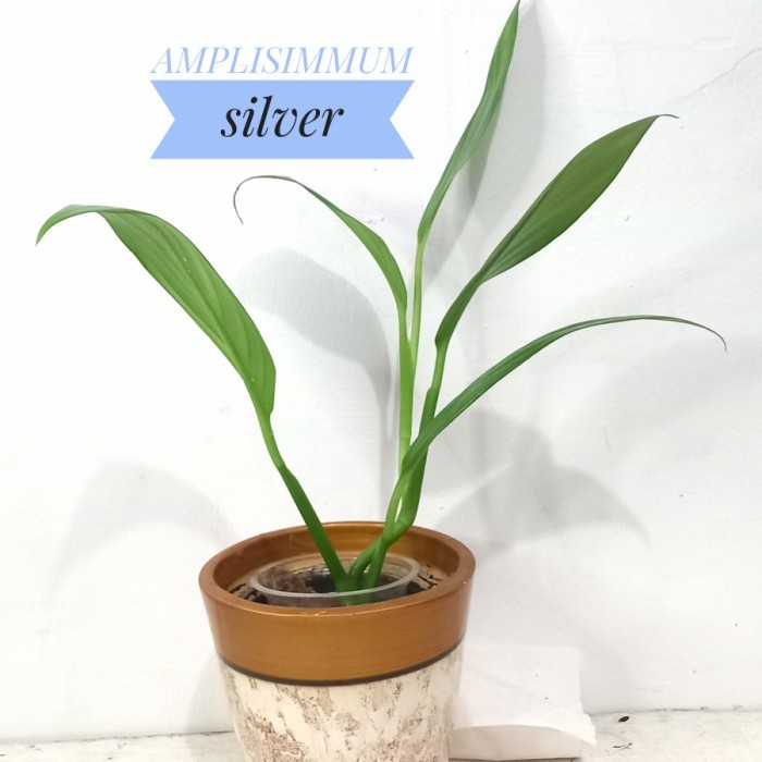 epipremnum amplisimum silver.